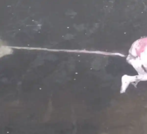 Graphic photo: Dead baby dumped inside Ogba river, Oyo state